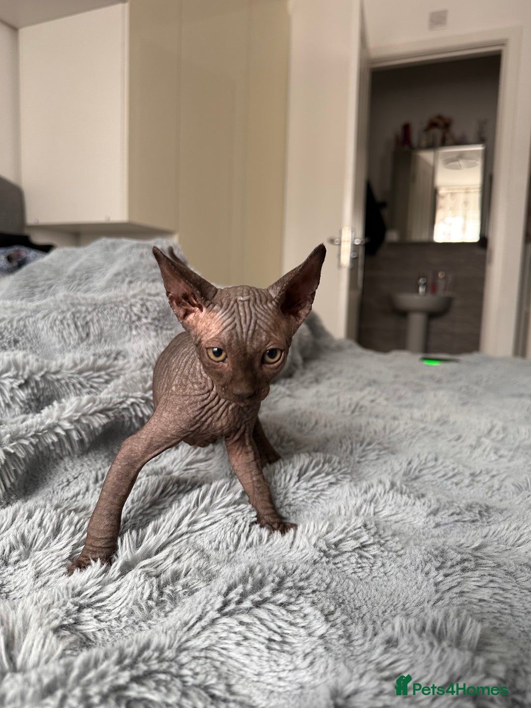 Sphynx cats for sale: Four 😍 SPHYNX kittens  - Image 13