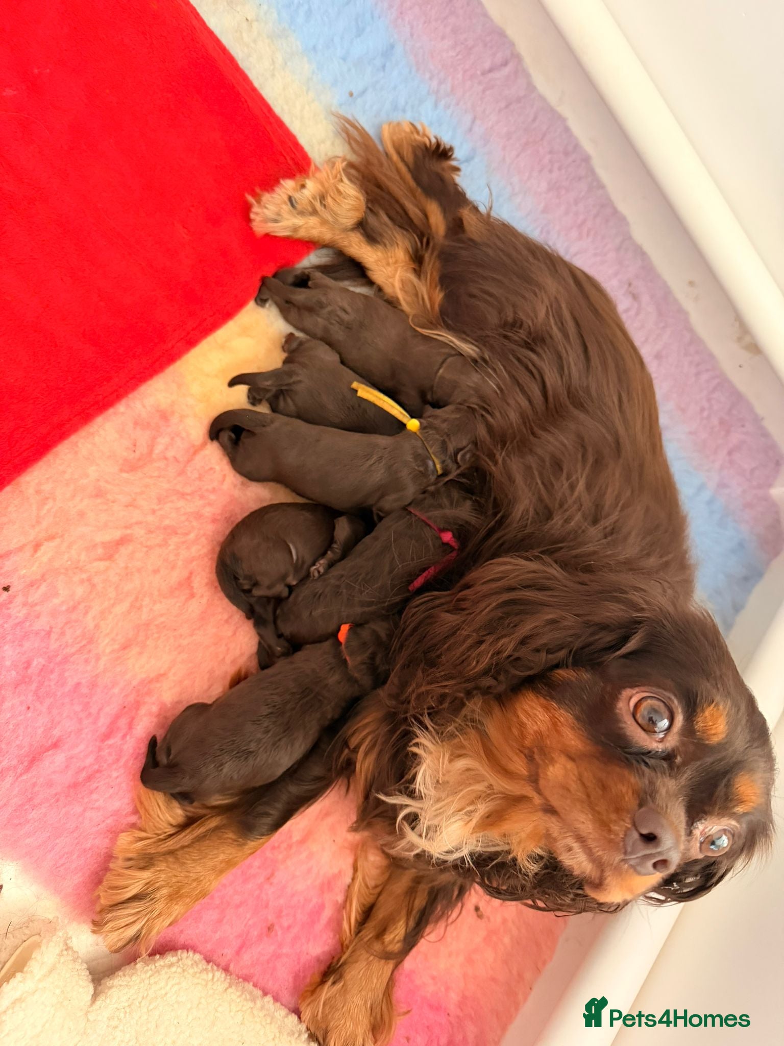 Cavapoo dogs Rare f1 cavapoo true chocolate  - Advert 1