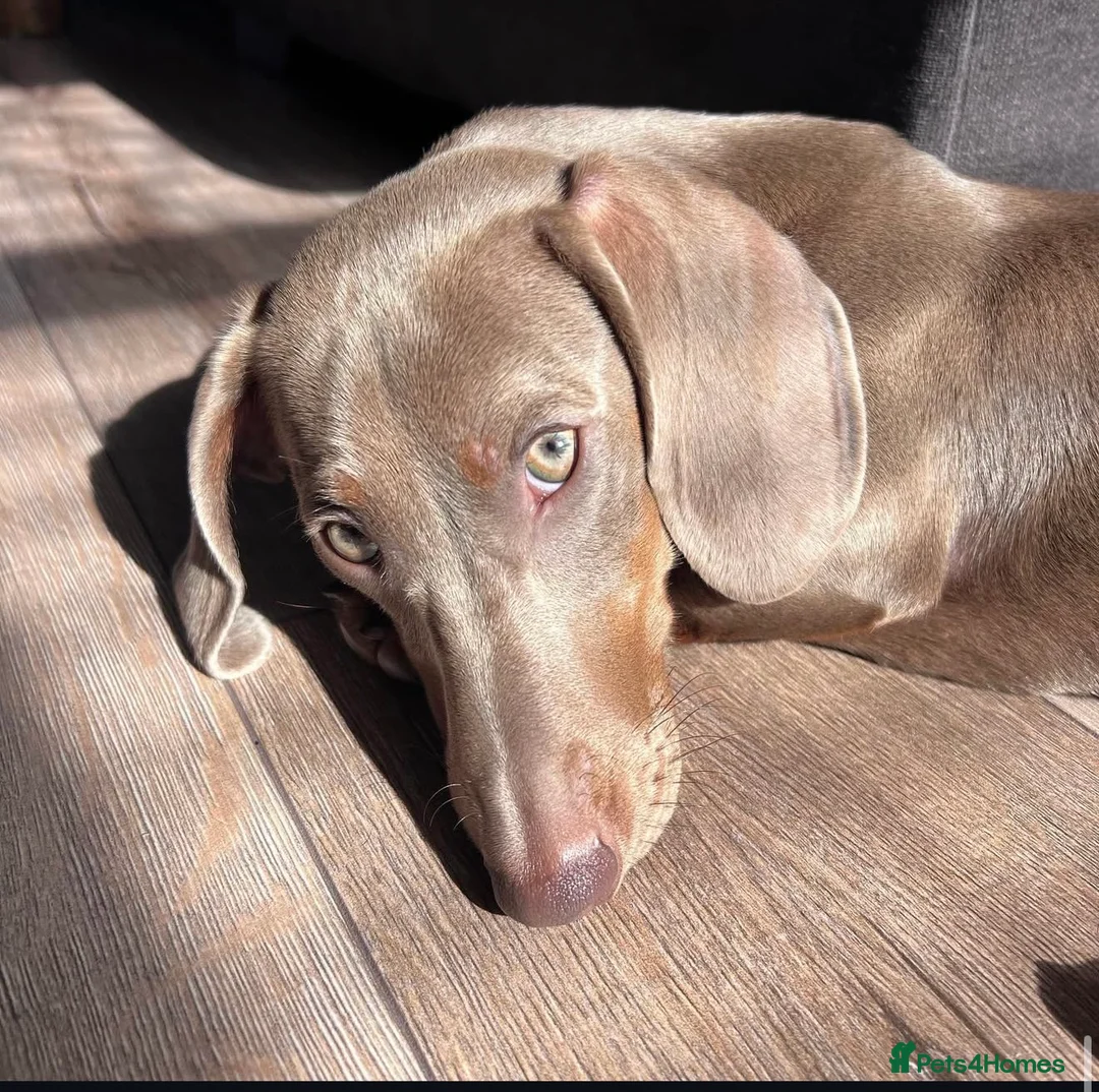 Miniature Dachshund dogs for sale: KC registered miniature dachshund  - Advert 2