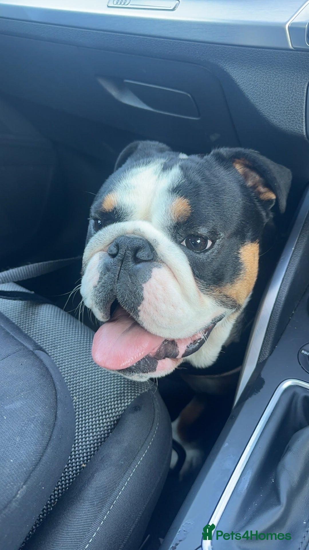 English Bulldog dogs for sale: Tri Black English Bulldog for sale - Advert 3