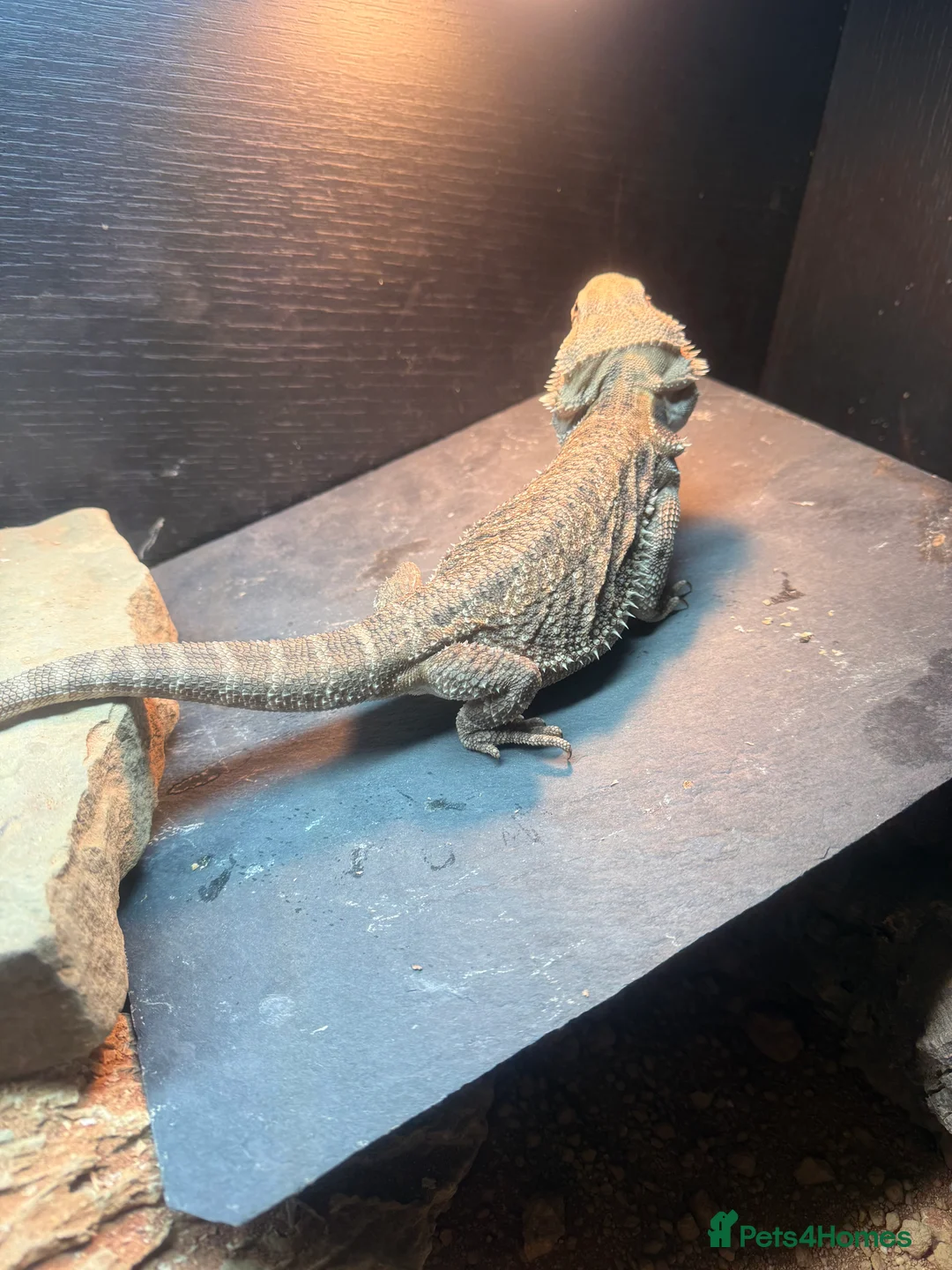 Bearded Dragon reptiles for sale: Bearded dragon and complete set up - Advert 3