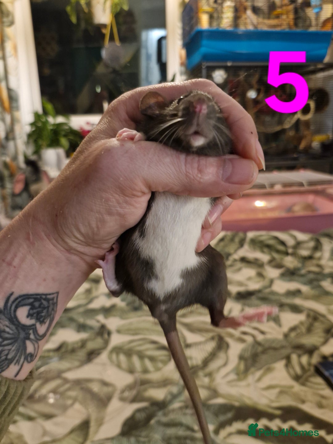 Rat rodents for sale: 9 beautiful girls - Image 18