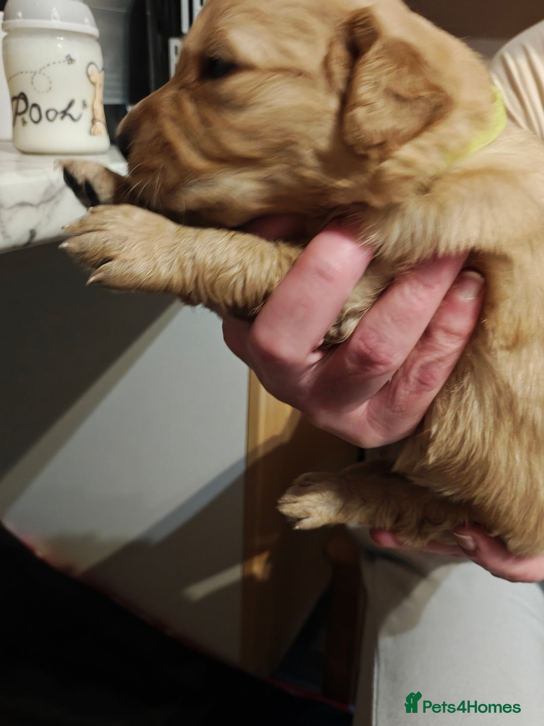 Golden Retriever dogs for sale: 10 Beautiful Golden Retriever puppies  - Advert 23