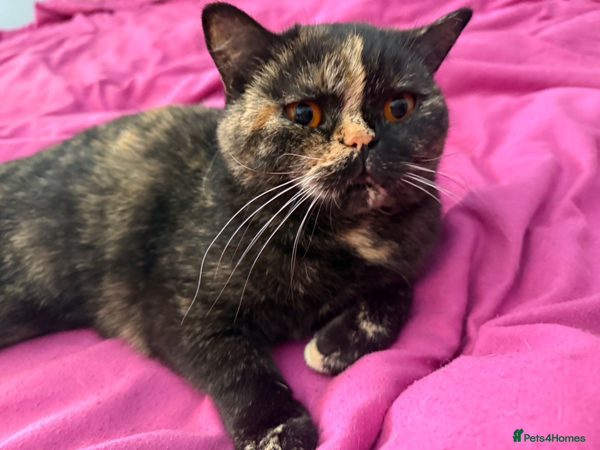 British Shorthair cats Active British Shorthair Tortie GCCF - Advert 2