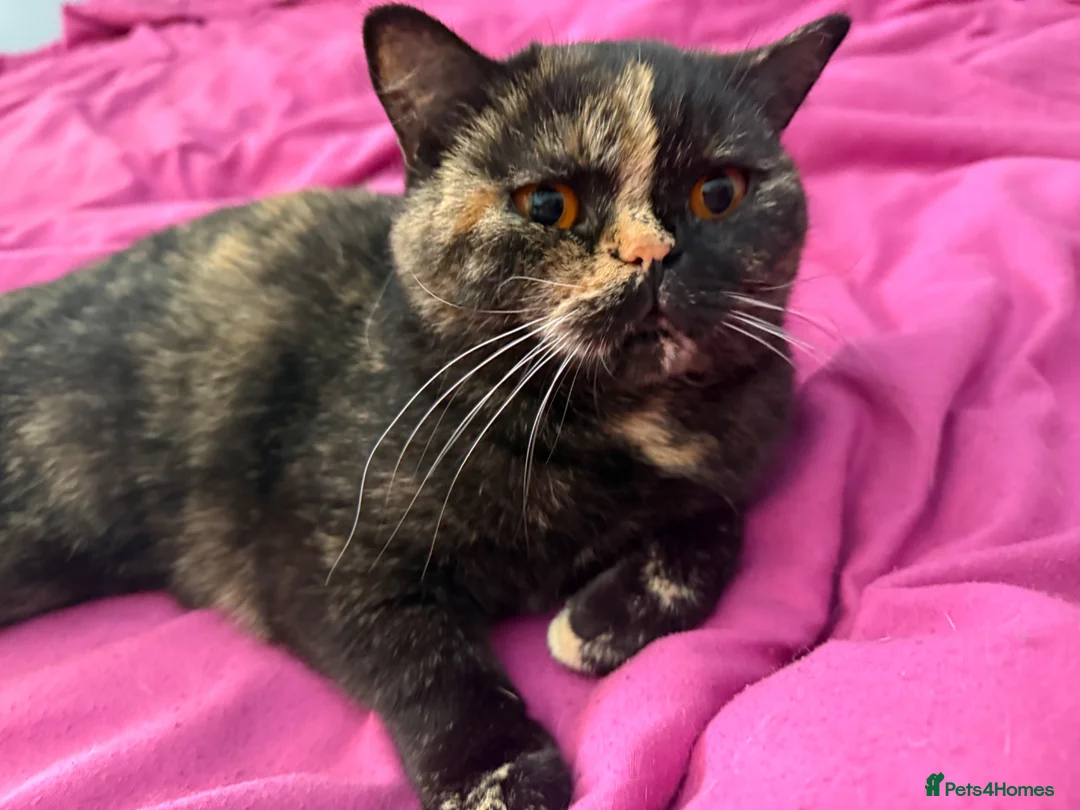 British Shorthair cats for sale: Active British Shorthair Tortie GCCF - Advert 2