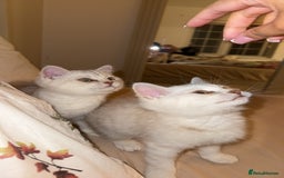 Scottish Fold cats for sale: Beautiful kittens looking for their forever home❤️ - Image 2