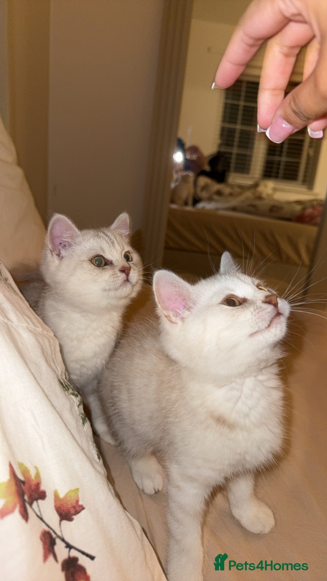 Scottish Fold cats for sale: Beautiful kittens looking for their forever home❤️ - Image 2