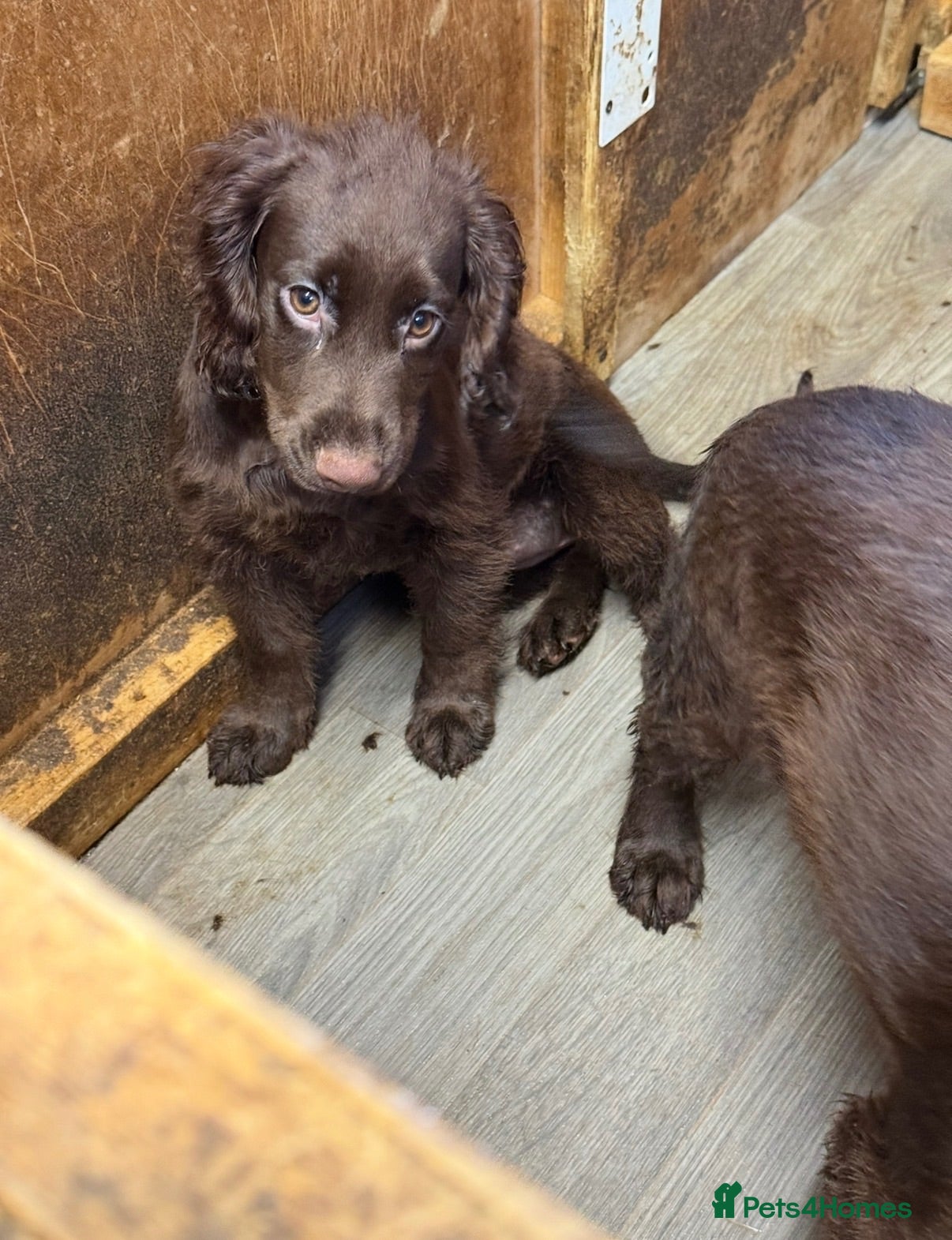 Cocker Spaniel dogs £800 my nickname is big tubs i love cu - Advert 1