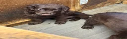 Cocker Spaniel dogs for sale: This weekend only all pups £600 each - Advert 1
