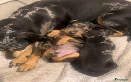 Miniature Pinscher dogs for sale: Extremely Rare  Black&Tan MERLE Min Pin Ready Now - Image 5