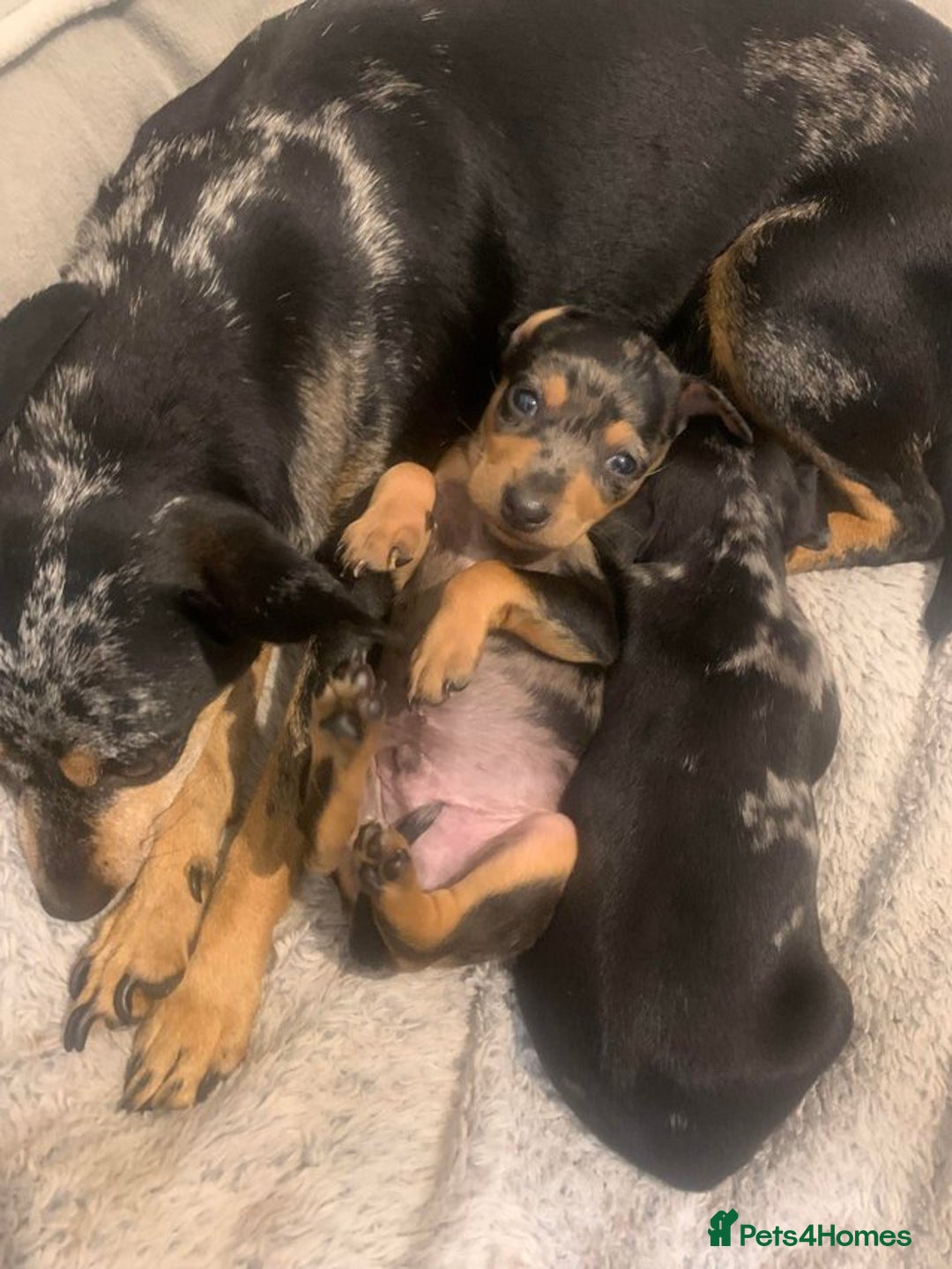 Miniature Pinscher dogs for sale: Extremely Rare  Black&Tan MERLE Min Pin Ready Now - Image 5
