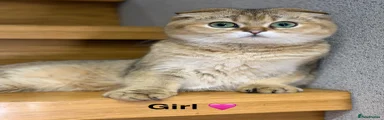 Scottish Fold Kitten 4