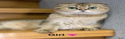 Scottish Fold cats for sale: TICA Registered Scottish Fold & Straight kittens - Advert 11