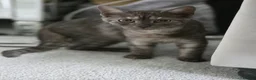 British Shorthair cats for sale: 3 gorgeous Kittens born to a BSH mother  - Advert 5