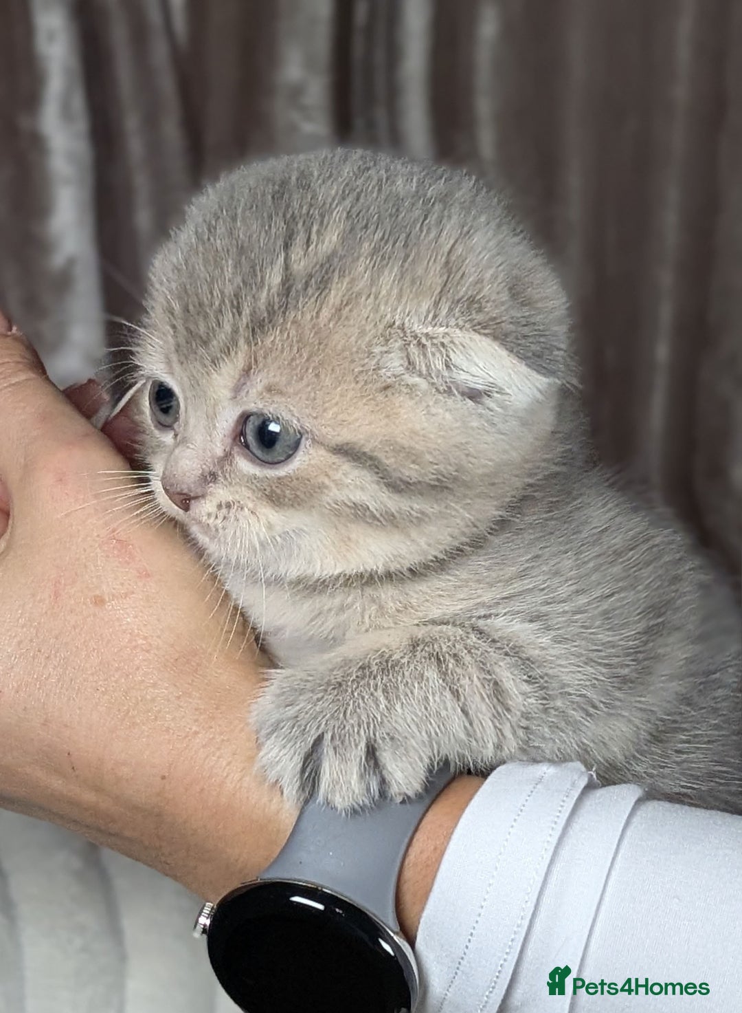 Scottish Fold cats for sale: 🐾TICA red ❣️SCOTTISH Fold•Straight - Advert 36