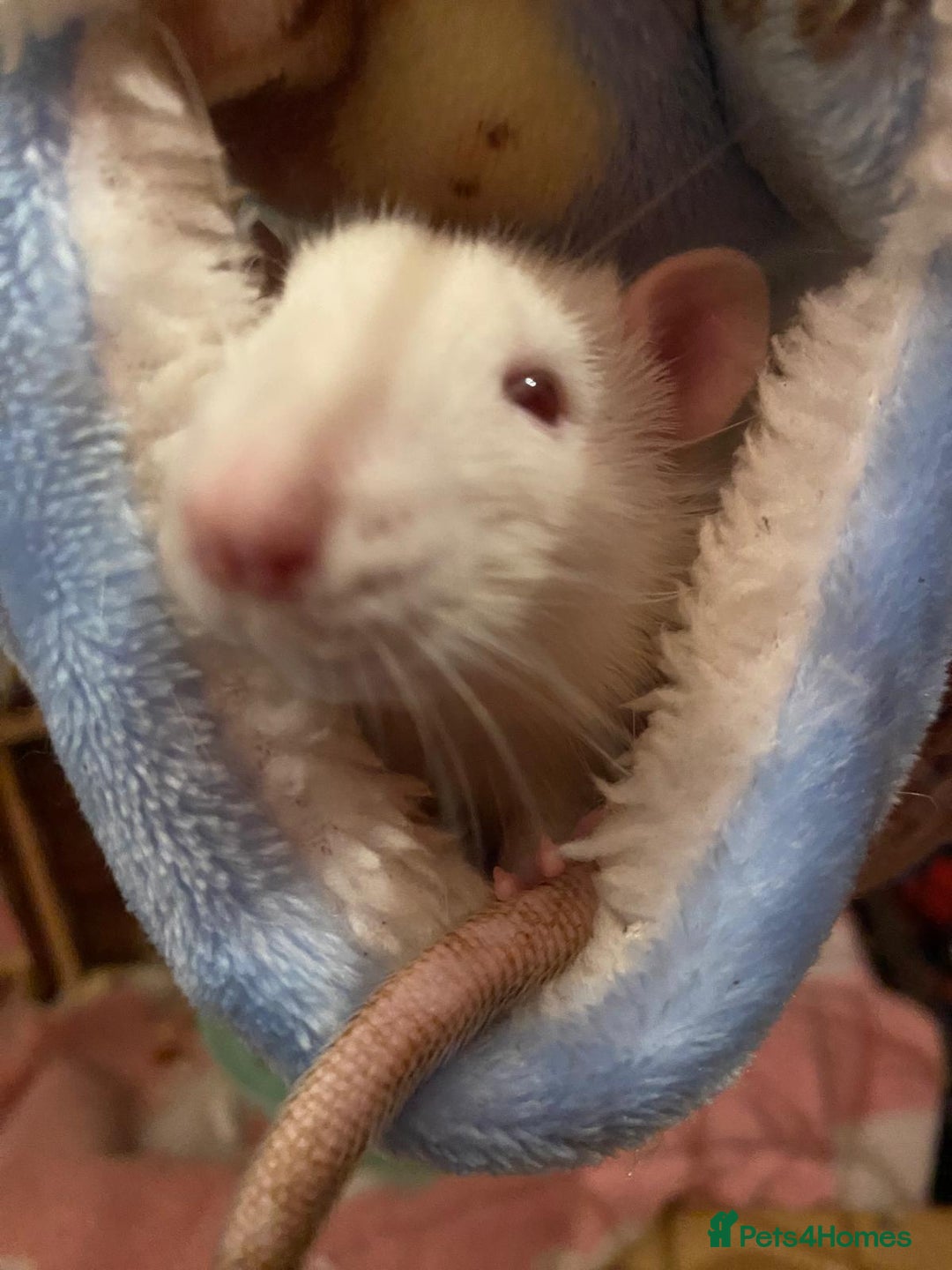 Rat rodents for sale: Rats in need of a new home - Advert 5