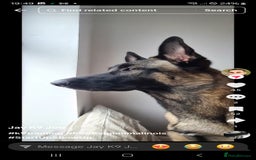 Belgian Shepherd Dog dogs for sale: Mr joe - Image 5