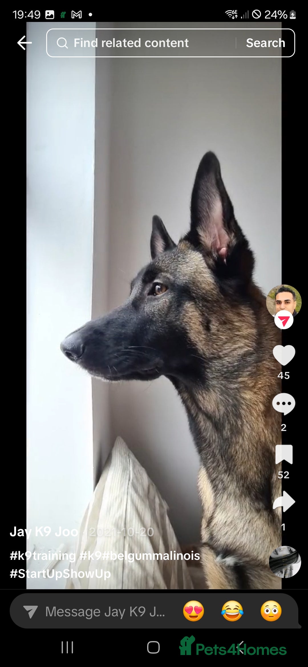 Belgian Shepherd Dog dogs for sale: Mr joe - Image 5