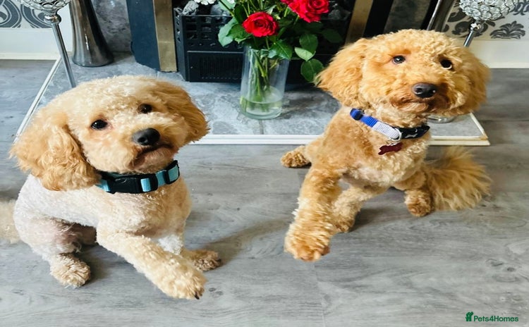 Cavapoo dogs - Advert 1