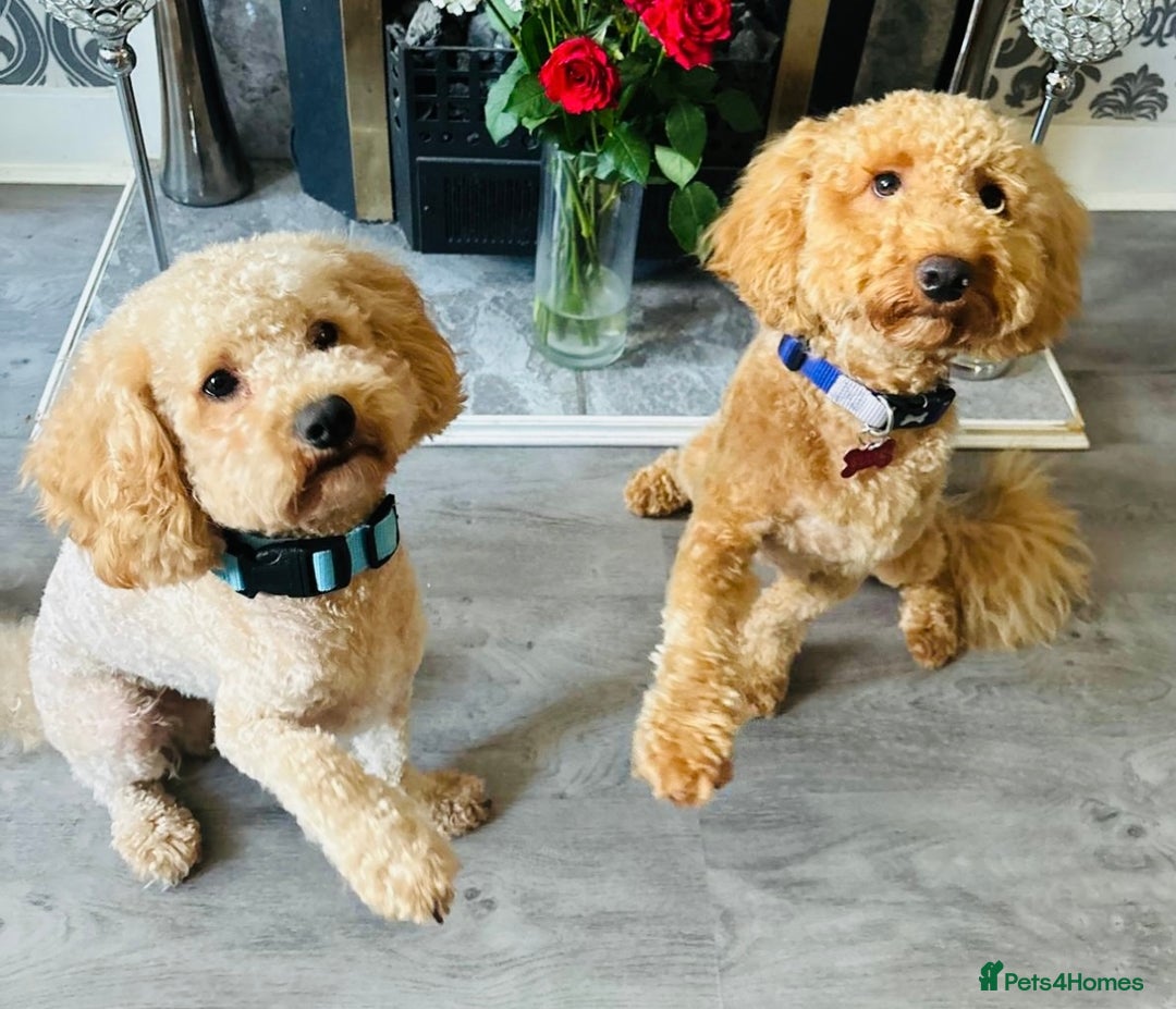 Cavapoo dogs for sale: F1B Cavapoo puppies - Image 1