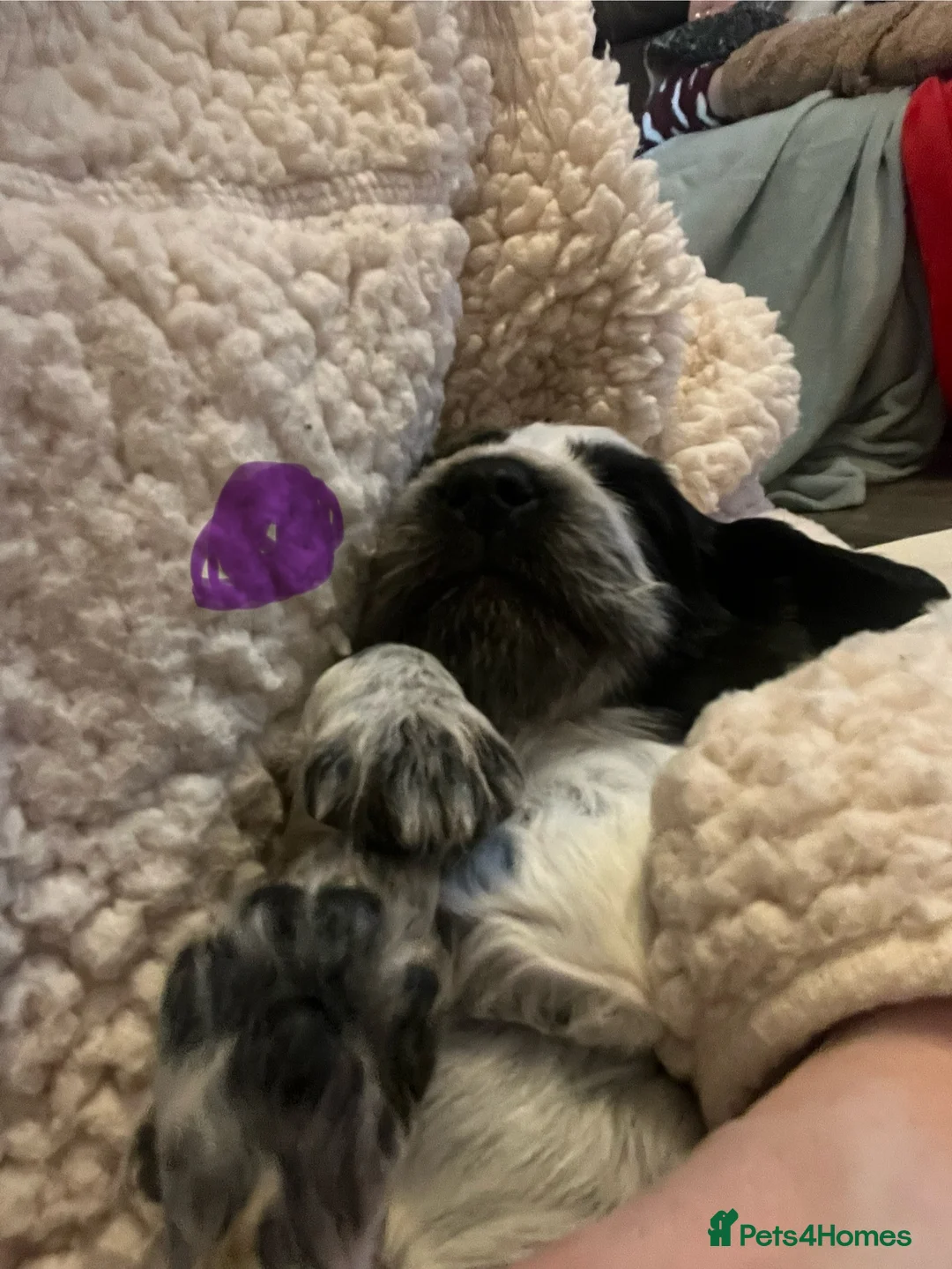 Sprocker dogs for sale: Sprocker spaniel puppies - Advert 18