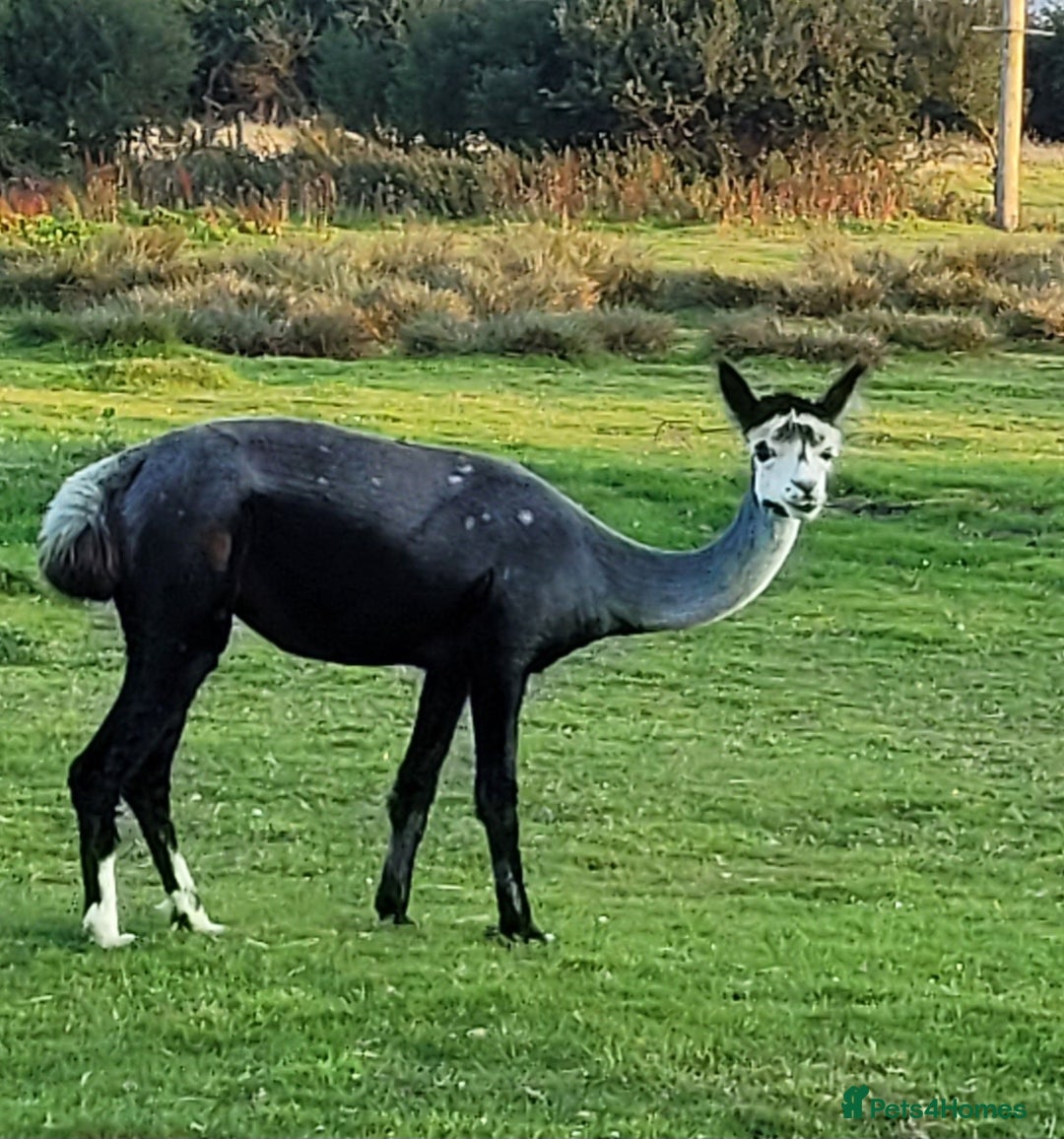 Alpaca livestock for sale: Alpacas for Sale - Advert 18