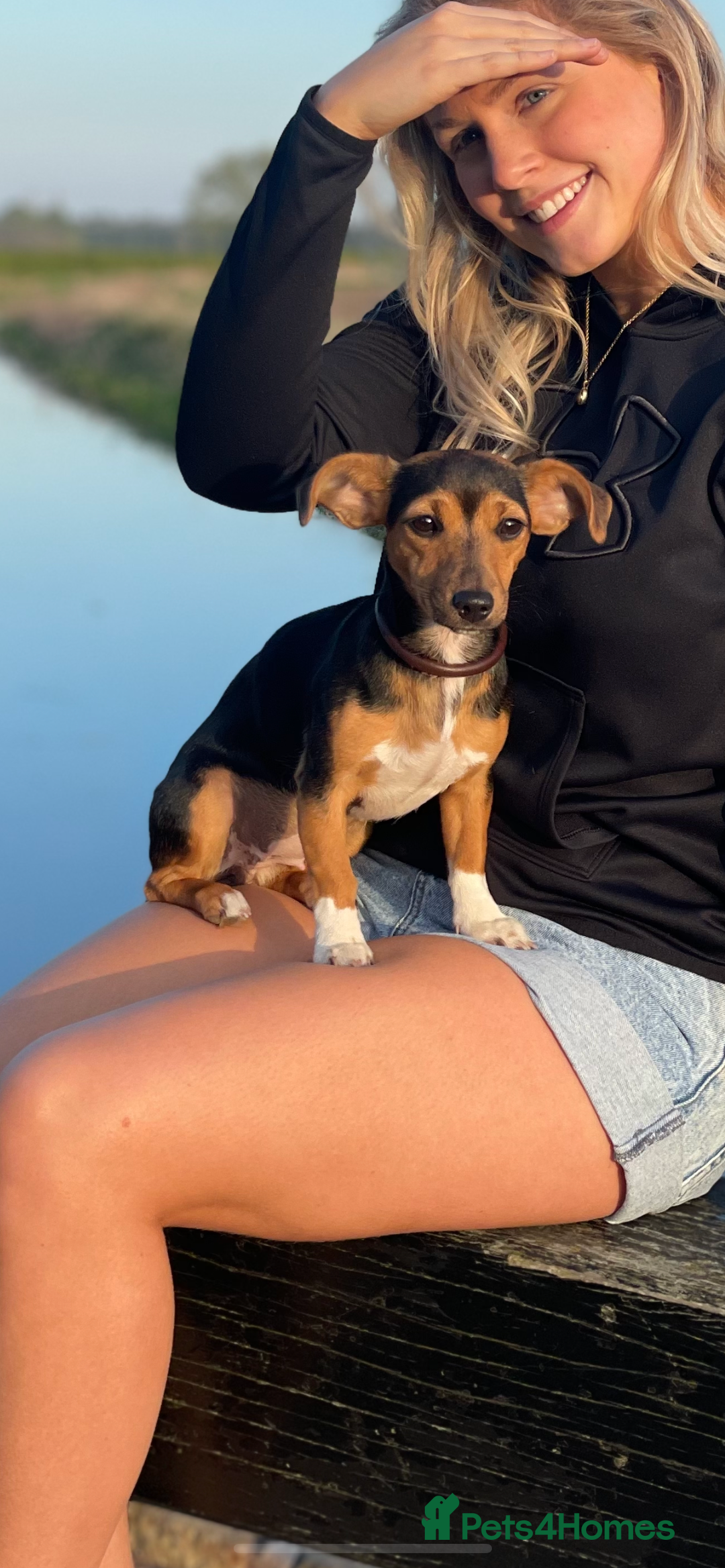 Jack Russell dogs for sale: Miniature Jack Russel puppies  - Image 6