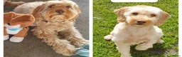 Cavapoo dogs for sale: Ziggy - Advert 2