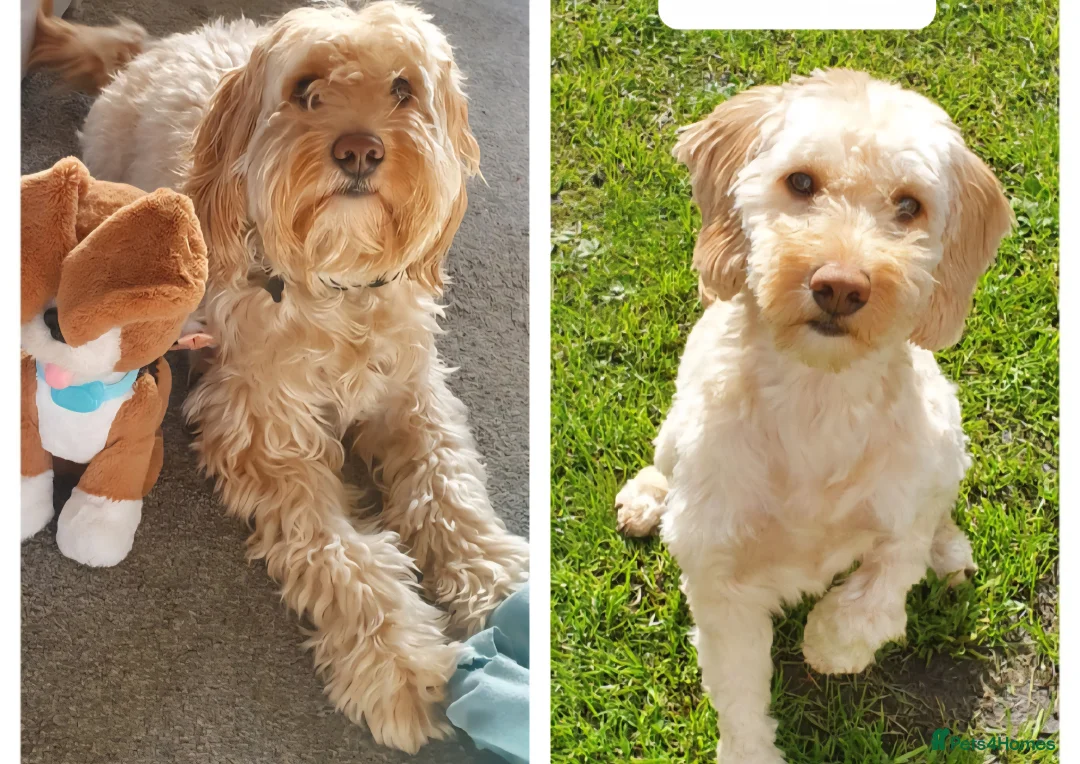 Cavapoo dogs for sale: Ziggy - Advert 2