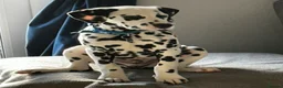 Dalmatian dogs for sale: Dalmatian looking for his new home  - Advert 7