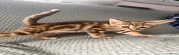 Norwegian Forest Cat cats for sale: Norwegian forest cross - Advert 3