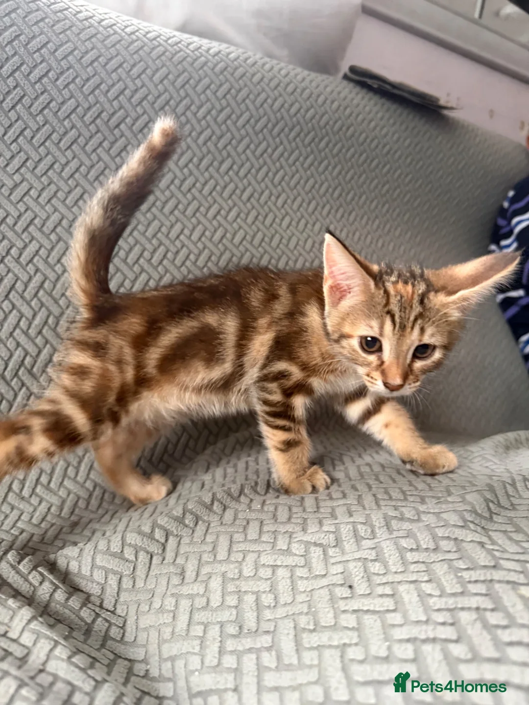 Norwegian Forest Cat cats for sale: Norwegian forest cross - Advert 3