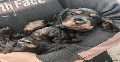 Cocker Spaniel dogs - Advert 7