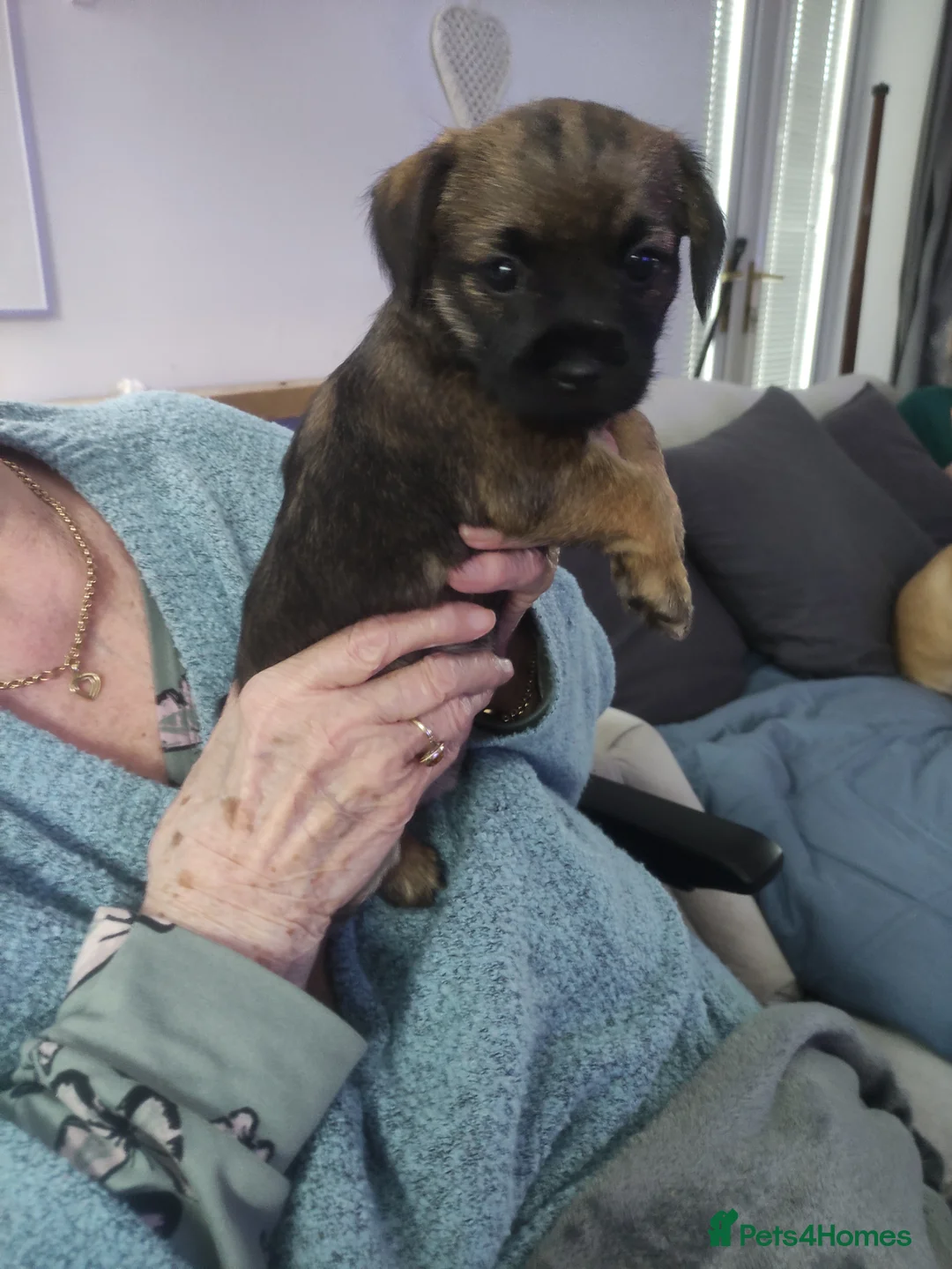 Border Terrier dogs for sale: 4 beautiful border terrier pups - Advert 2