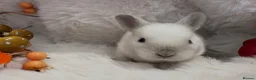 Rex rabbits for sale: Rex x Netherland dwarf  - Advert 11
