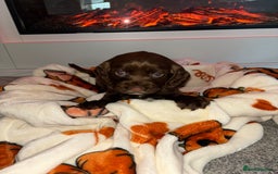 Cocker Spaniel dogs for sale: Cocker spaniel puppies - Image 15