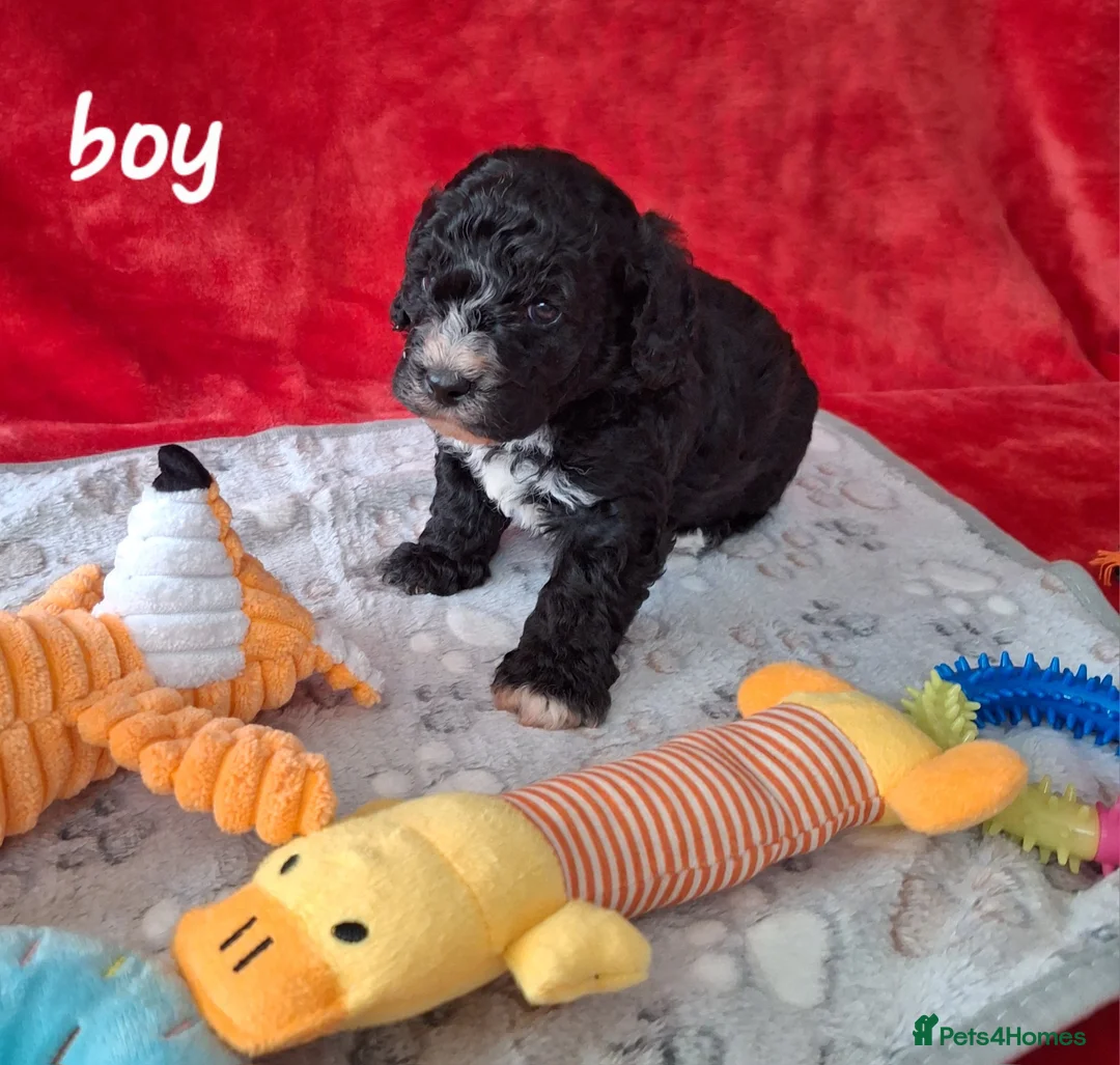 Mixed Breed dogs for sale: Stunning litter of cavapoochon puppys  - Advert 12