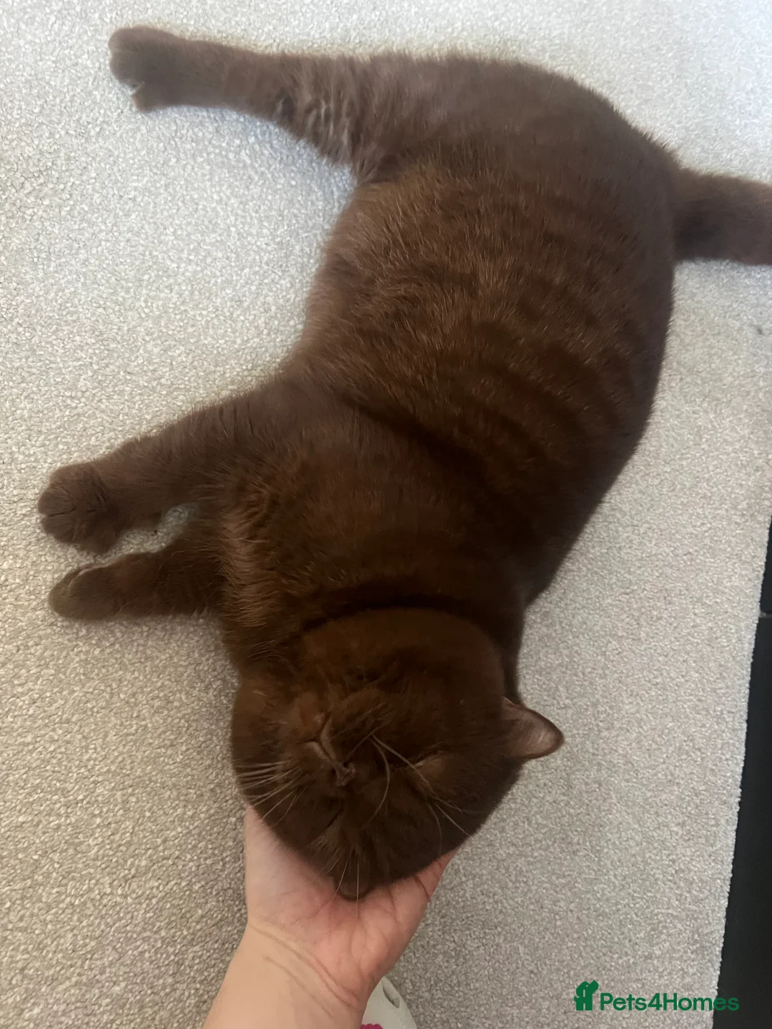 British Shorthair cats for sale: Active chocolate British short hair male - Advert 15