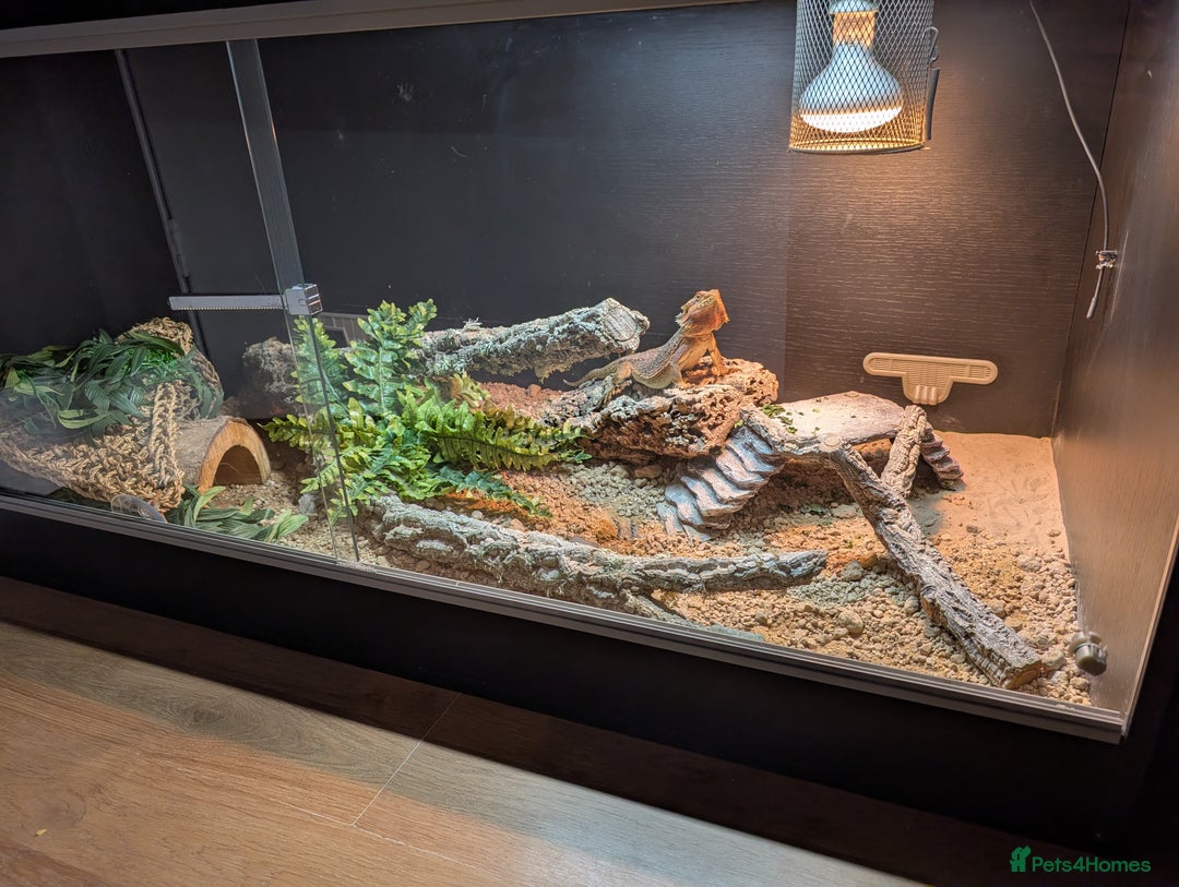 Bearded Dragon reptiles for sale: Bearded dragon - Advert 2