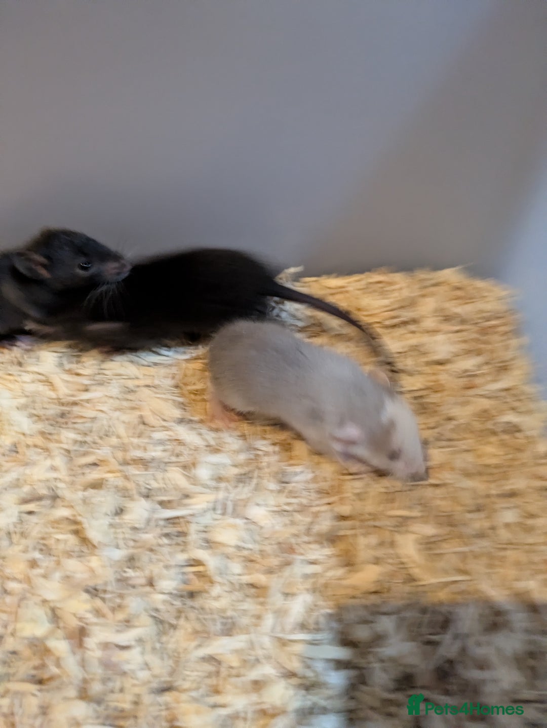 Rat rodents for sale: Rats for sale - Advert 3