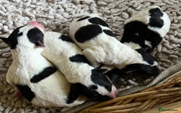 Fox Terrier dogs for sale: Wire Haired Fox Terrier Puppies - Image 11