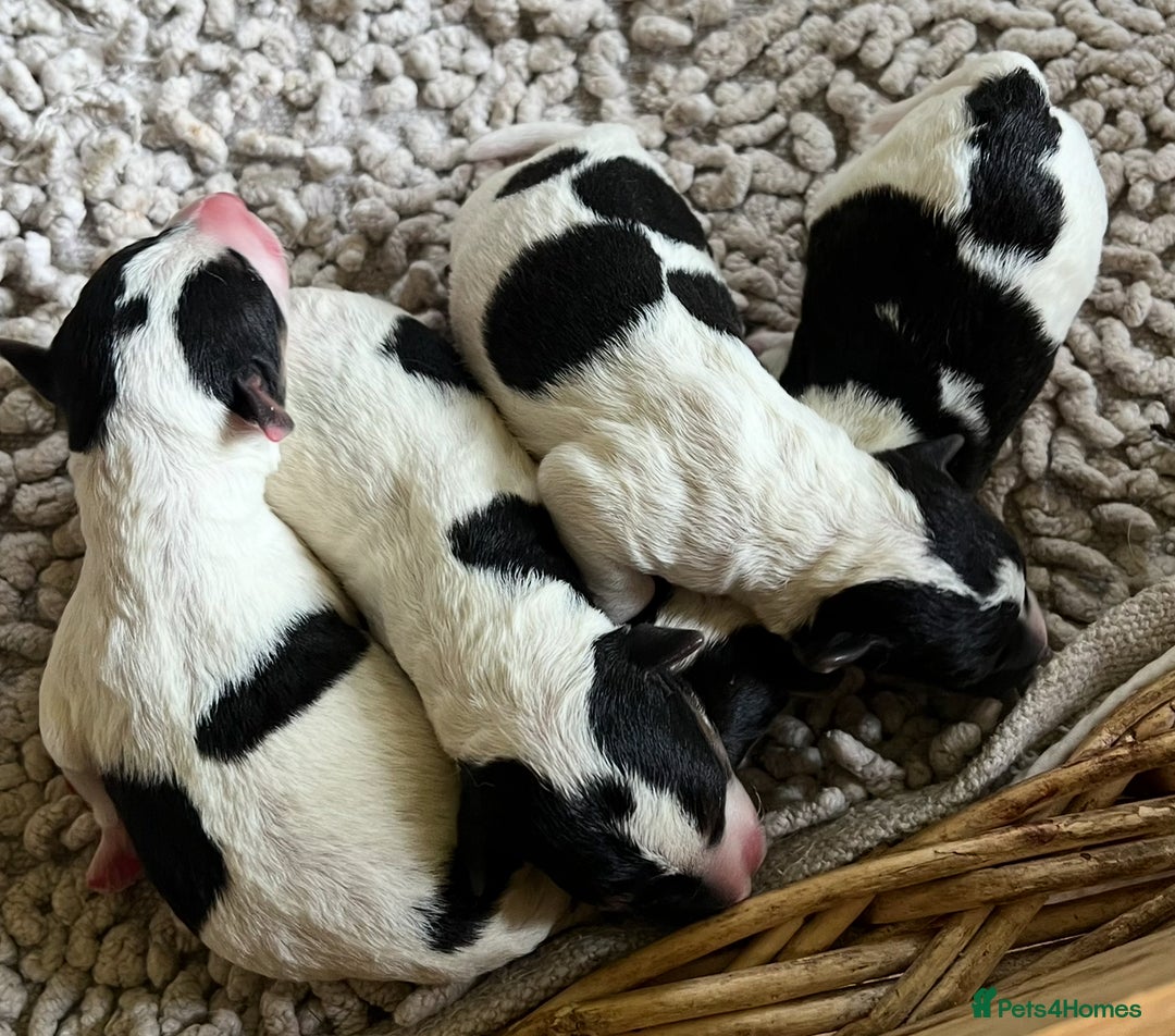 Fox Terrier dogs for sale: Wire Haired Fox Terrier Puppies - Image 11