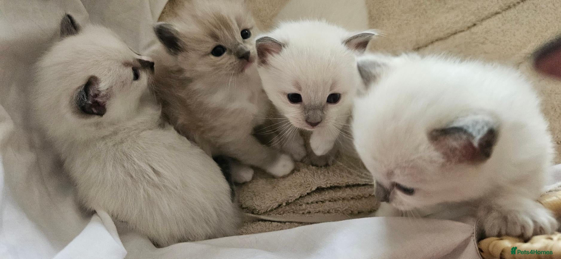 Ragdoll cats for sale: 🐾 🐾Beautiful Home-Reared Ragdoll Kittens 🐾 🐾 - Advert 8