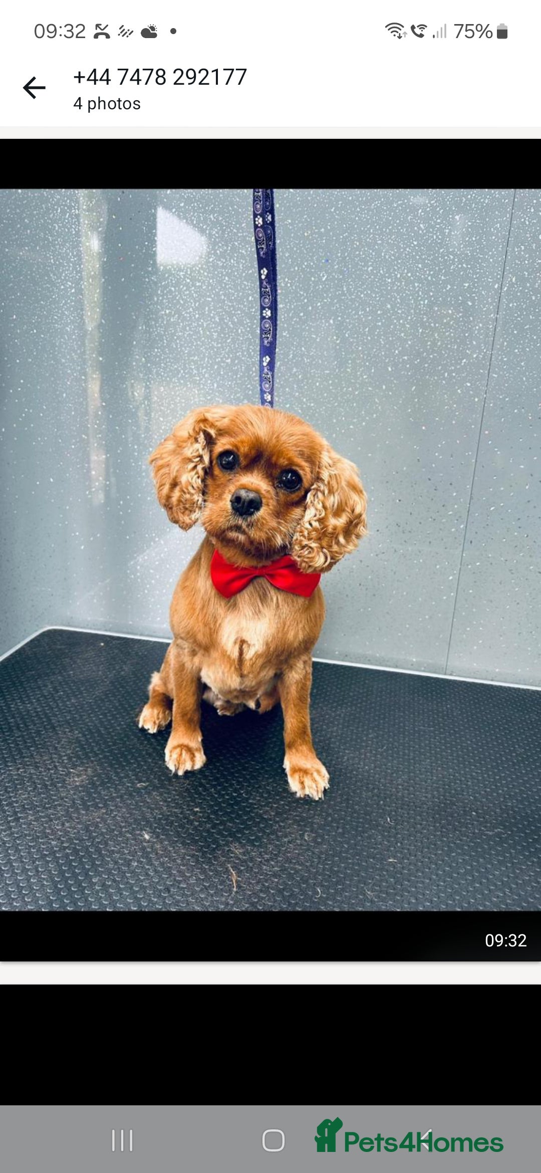 Cavalier King Charles Spaniel dogs for sale: Cavalier King Charles Spanial - Advert 2