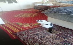 British Shorthair cats for sale: White and black female and male cats - Image 5