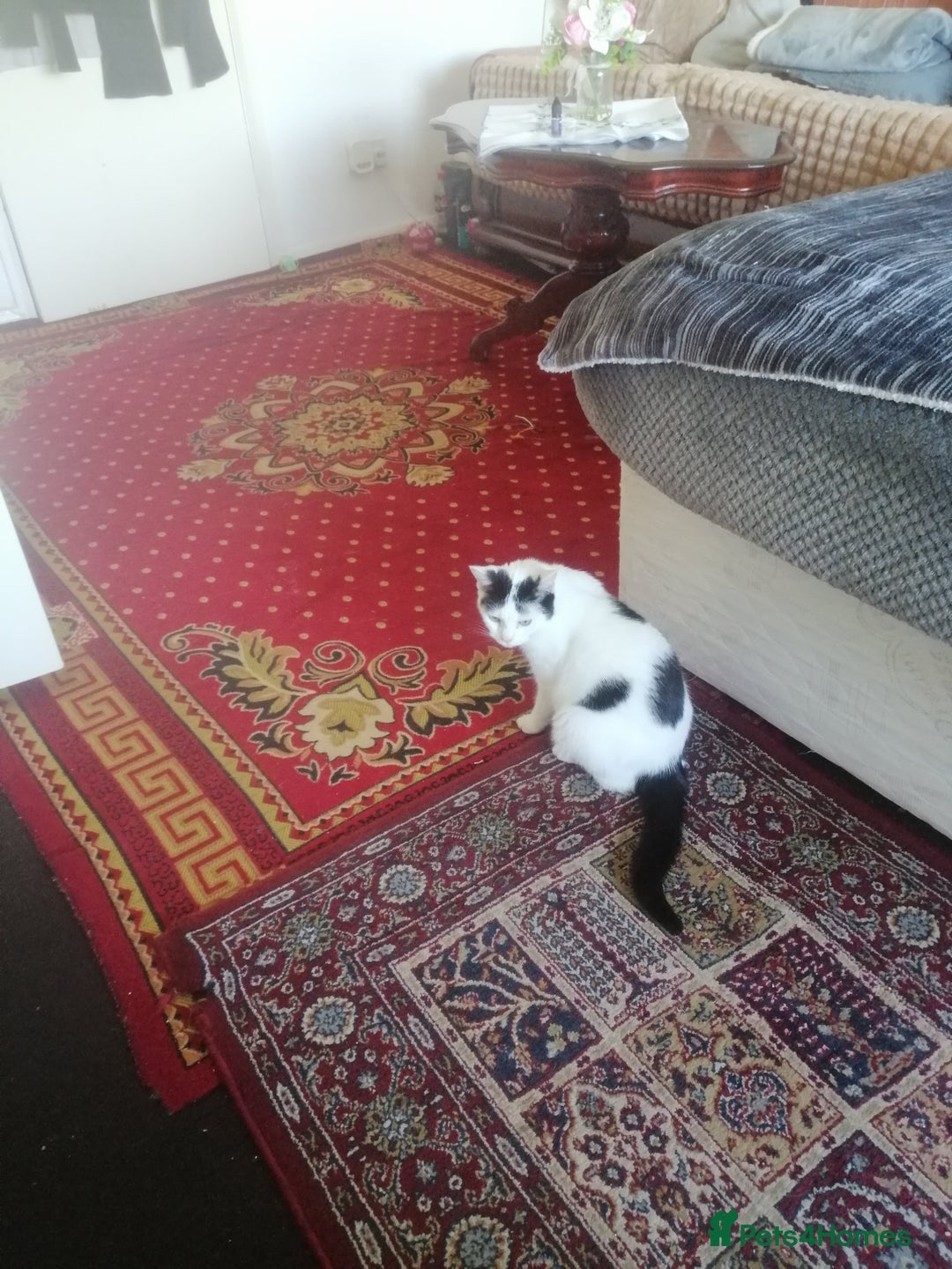 British Shorthair cats for sale: White and black female and male cats - Image 5