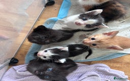 Mixed Breed cats for sale: Beautiful kittens  - Image 24