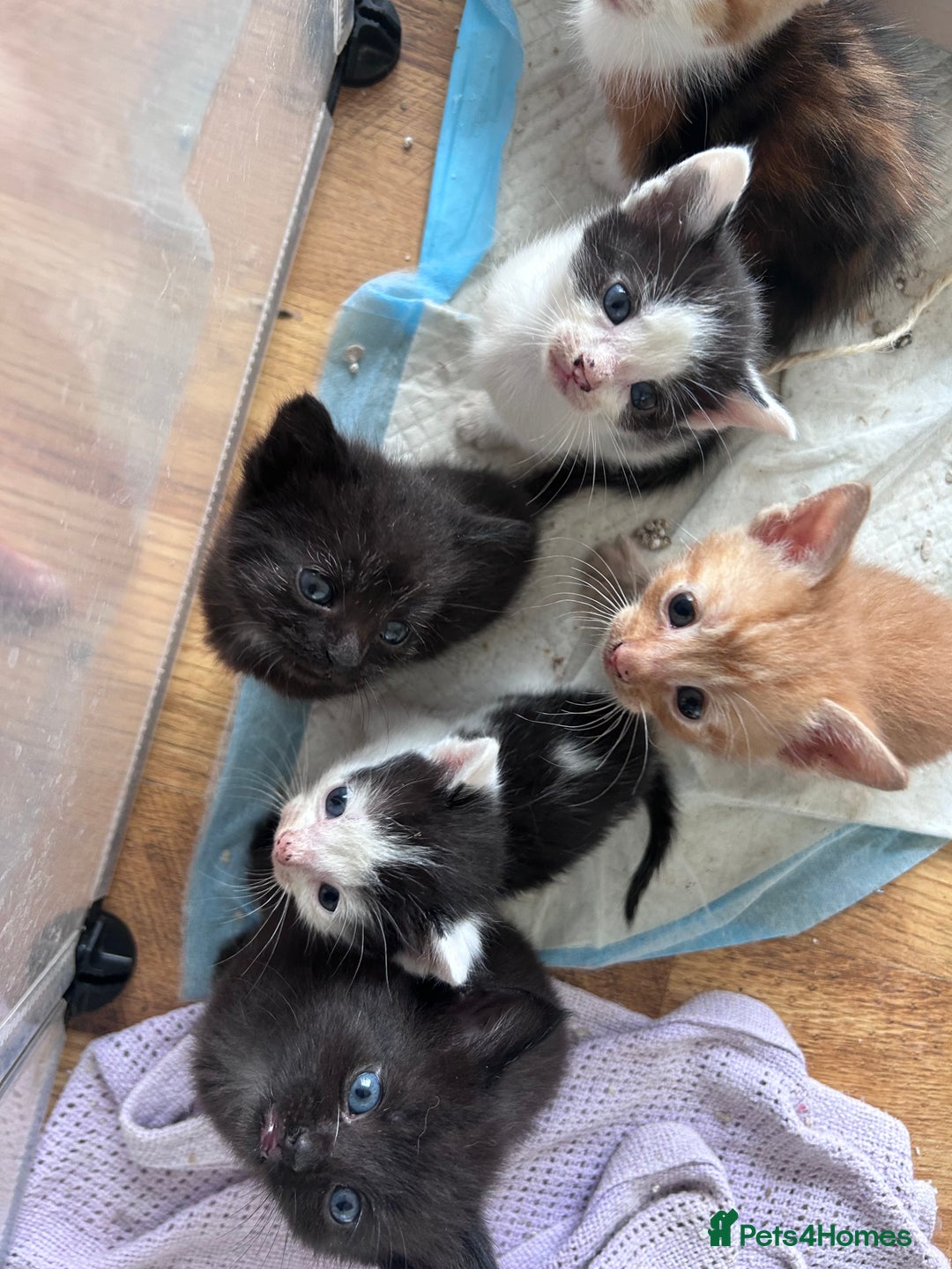 Mixed Breed cats for sale: Beautiful kittens  - Image 24