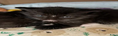Mixed Breed Kitten 1
