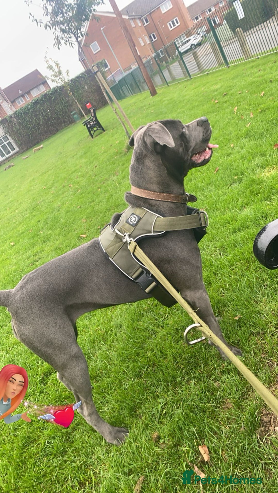 Cane Corso dogs for sale: 2 year old cane corso - Image 4